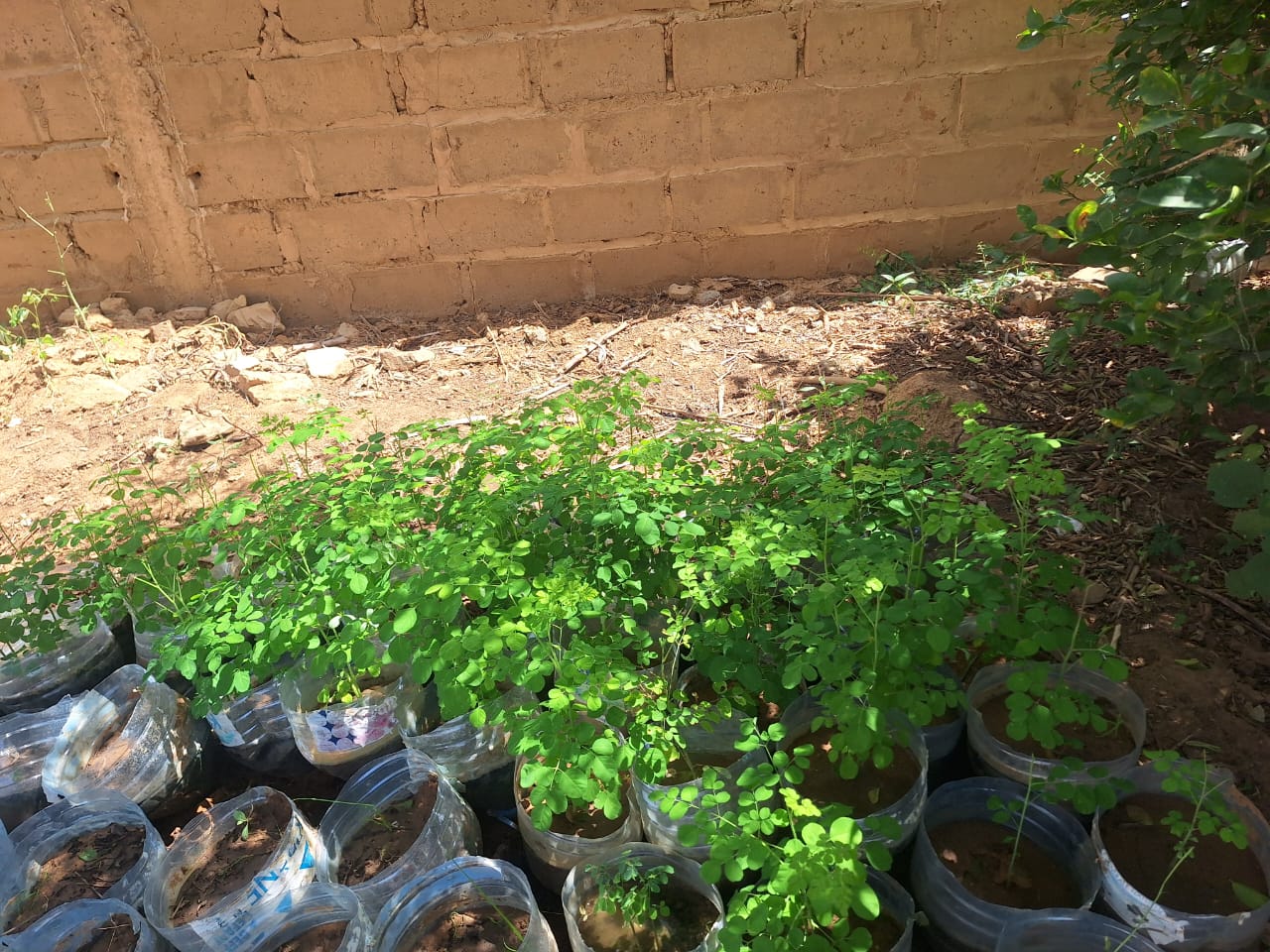 Retour en images sur l’évolution de la Pépinière ADSF à Cas-cas